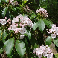 Mountain Laurel